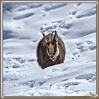 CHAMOIS